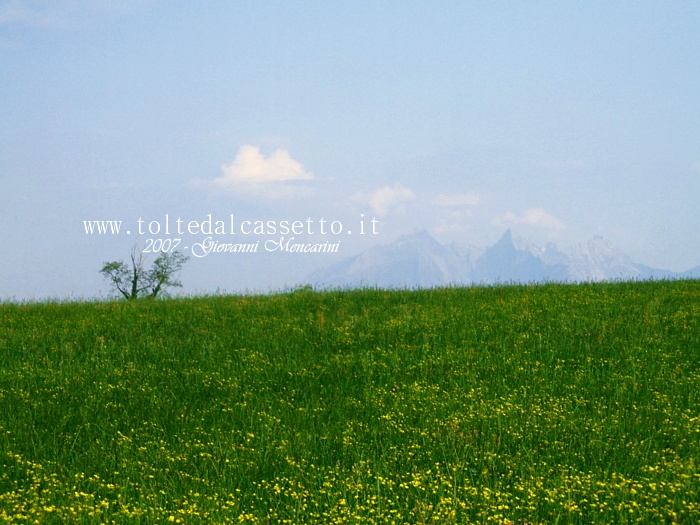 TRESANA - Prato di ginestre in fiore con vista sulle Alpi Apuane