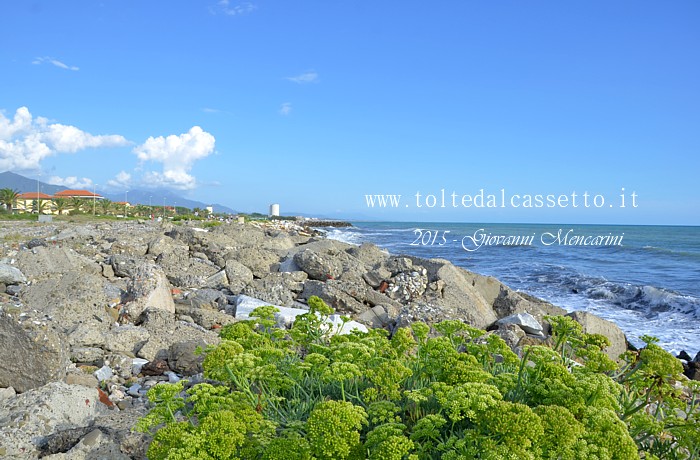 MARINA DI CARRARA - Scogliera con vegetazione rupestre