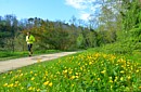 CANALE LUNENSE (Pista Ciclabile) - Il colore giallo domina il tratto collinare a Ponzano Magra dove il percorso si stacca momentaneamente dalla via d'acqua che scorre dentro un sifone