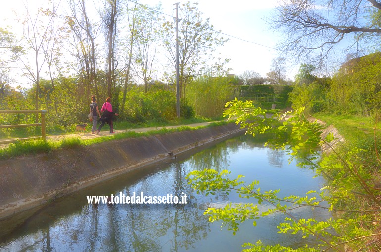 CANALE LUNENSE (Pista Ciclabile) - Piante di acacia nel tratto tra Ponzano Magra e Ponzano Madonnetta