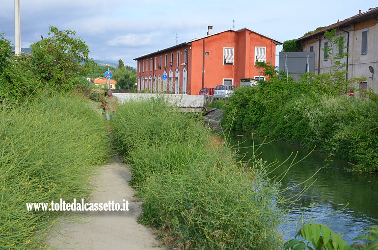 CANALE LUNENSE (Pista ciclabile) - Un tratto aggredito da piante di ginestra