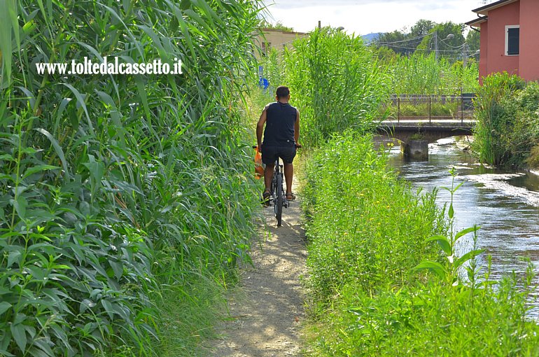 CANALE LUNENSE (Pista ciclabile) - Un ciclista percorre un tratto aggredito dalle canne
