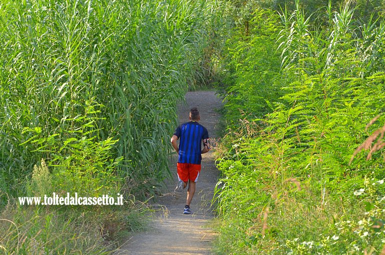 CANALE LUNENSE (Pista ciclabile) - Un runner si allena sfiorando canne e piante di acacia