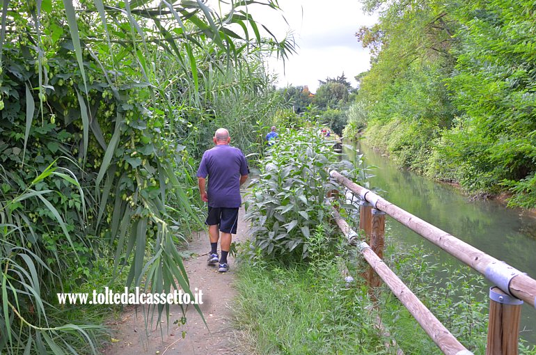 CANALE LUNENSE (Pista ciclabile) - Un utilizzatore cammina circondato da vegetazione grassa di tipo fluviale