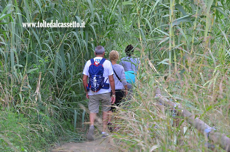 CANALE LUNENSE (Pista ciclabile) - Alcuni utilizzatori entrano in una selva di canne