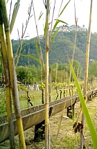 PIANO DI VEZZANO LIGURE - Una canaletta secondaria attraversa un vigneto. Sullo sfondo la collina del borgo