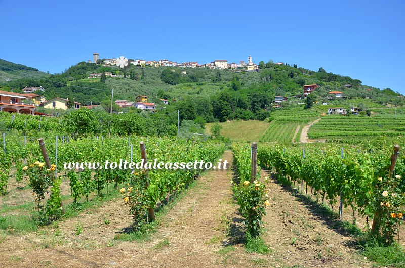 CASTELNUOVO MAGRA - Vigneti per la produzione del Vermentino