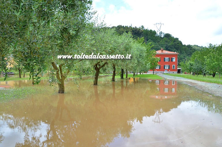 ARCOLA (Nubifragio del 14-06-2016) - Uliveto ridotto a palude