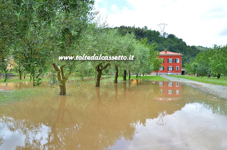 ARCOLA (Nubifragio del 14-06-2016) - Uliveto ridotto a palude