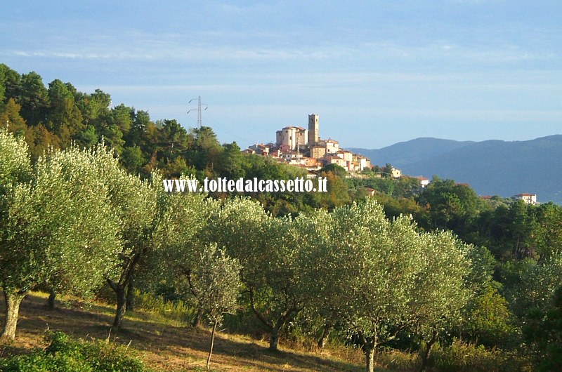 PONZANO SUPERIORE - Panorama con ulivi dalla strada che lo collega a Caprigliola