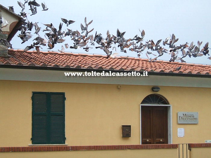 SARZANA - Uno stormo di piccioni si alza in volo dal tetto del Museo Diocesano