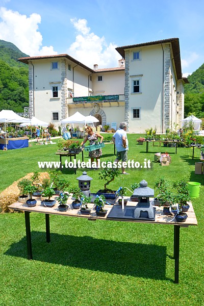 SERAVEZZA (Palazzo Mediceo) - Bonsai in esposizione durante la mostra mercato "Il Giardino Fiorito"